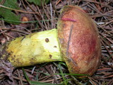Pulveroboletus ravenelii image