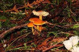 Hygrocybe miniata image