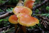 Hygrocybe miniata image