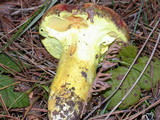 Pulveroboletus ravenelii image