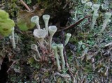 Cladonia fimbriata image