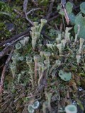 Cladonia fimbriata image