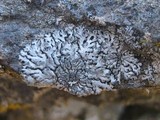 Physcia caesia image
