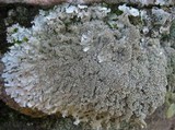 Xanthoparmelia conspersa image