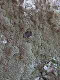 Xanthoparmelia conspersa image