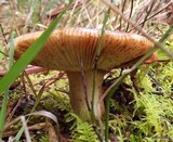 Russula amoenolens image