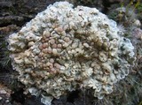 Squamarina cartilaginea var. cartilaginea image