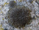 Xanthoparmelia loxodes image