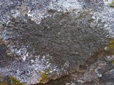 Xanthoparmelia verruculifera image