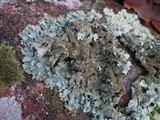 Parmelia saxatilis image