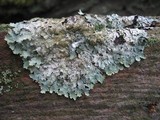Parmelia saxatilis image