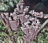 Thelephora terrestris image