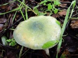Stropharia aeruginosa image