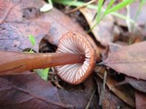 Mycena californiensis image