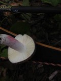 Russula mariae image