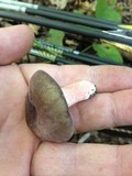 Russula mariae image