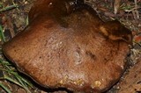 Dicranophora fulva image