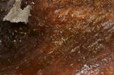 Dicranophora fulva image