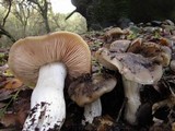 Entoloma lividoalbum image
