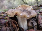 Entoloma lividoalbum image