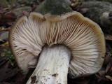 Entoloma lividoalbum image