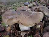 Entoloma lividoalbum image