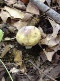 Russula olivacea image