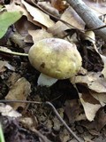 Russula olivacea image