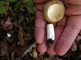 Russula olivacea image