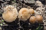 Leucoinocybe lenta image