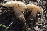 Leucoinocybe lenta image