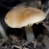 Leucoinocybe lenta image