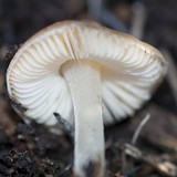 Leucoinocybe lenta image