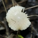 Leucoinocybe lenta image
