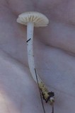 Leucoinocybe lenta image