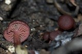 Tubaria vinicolor image