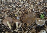 Entoloma ferruginans image
