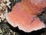 Fomitopsis cajanderi image