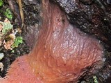 Fomitopsis cajanderi image
