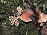 Fomitopsis cajanderi image