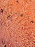 Fomitopsis cajanderi image