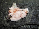Fomitopsis cajanderi image
