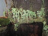 Cladonia carneola image