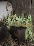 Cladonia carneola image