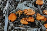 Gymnopilus echinulisporus image
