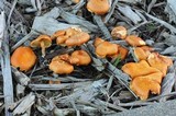 Gymnopilus echinulisporus image