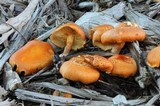 Gymnopilus echinulisporus image
