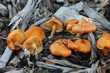 Gymnopilus echinulisporus image