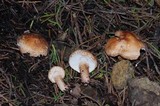 Echinoderma carinii image