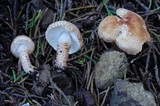 Echinoderma carinii image